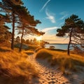sandy dunes on Baltic beach,sunset on beach ,pine trees,sun reflection on se water