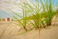 Sandy dunes with beach grass .Frisian islands beach plants.Beach summer background.Sea coast of the North Sea.Fer Island Royalty Free Stock Photo