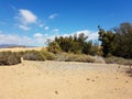 Sandy dunes with bushes, Tumbleweeds and palm trees below a blue sky