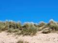 Sandy dunes with Marram Grass, aka Beachgrass against sky. Ammophila arenaria. Coastal habitat.