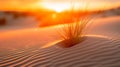 Sandy Dunes at Sunset: A Warm Orange Glow Royalty Free Stock Photo