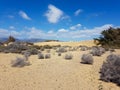 Sandy dunes and Tumbleweeds below a blue sky Royalty Free Stock Photo