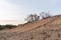 Sandy Dutch dunes with warm sunset light Royalty Free Stock Photo