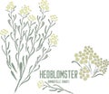 Hedblomster flowers in color drawing vector illustration