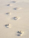 Sandy footprints on a Cornish Beach Royalty Free Stock Photo