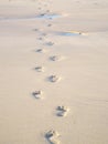 Sandy footprints on a Cornish Beach Royalty Free Stock Photo