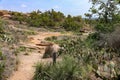 Mountain hiking trail at the Enchanted Rock State Park, Texas Royalty Free Stock Photo