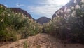 Sandy hiking trail in a riverbed with river reeds and mountains on the side