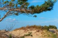 Sandy hill and pine branch, Baltic sand dunes and pines Royalty Free Stock Photo