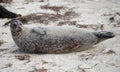 Sandy Large Seal