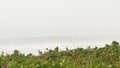 Sandy misty beach California USA. Pacific ocean coast, dense fog on sea shore. Waves in brume haze.