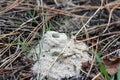 sandy mountain made by insects in pine forest