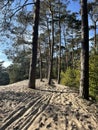 Sandy MTB track around sahara Ommen