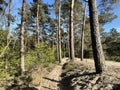 Sandy MTB track around sahara Ommen