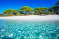 Sandy Palombaggia beach with pine trees and azure clear water, C