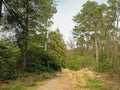 Sandy path in abetween pine trees in a heath landscape