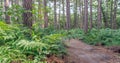 Sandy path in a forest with scots pine trees and fern plants Royalty Free Stock Photo
