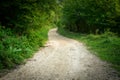 Sandy path through green shrubs