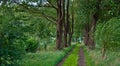 A sandy path between old beech trees Royalty Free Stock Photo