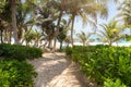 Sandy path to a caribbean beach, Tulum, Mexico Royalty Free Stock Photo