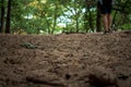 Sandy path through the woods at Provin Trail in Grand Rapids Michigan Royalty Free Stock Photo