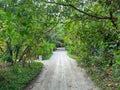 Sandy pathway surrounded by lush green vegetation