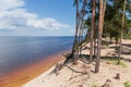 Sandy reservoir shore with erosion and fallen pines against sky Royalty Free Stock Photo