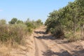 Sandy road in the African Bushveld