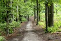 Sandy road in a beech forest in spring Royalty Free Stock Photo