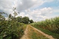 Sandy road through the fields of corn and sunflowers