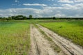 Sandy road through green growing fields, forest and clouds on blue sky Royalty Free Stock Photo