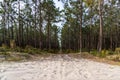 Sandy road leads to the horizon through endless pine forest Royalty Free Stock Photo