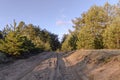 Sandy road in a sunny pine forest trees landscape Royalty Free Stock Photo