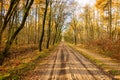 Sandy road trough the woods in autumn time, Royalty Free Stock Photo
