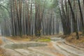Sandy roads in rainy pine forest in Ukraine Royalty Free Stock Photo