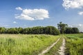 Sandy rural road through a green meadow