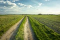 Sandy rural road and green spring fields