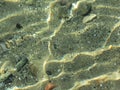 Sandy seabed through transparent sea water . Crystal clear waters background