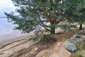 Sandy seashore with a large pine tree on a cloudy autumn day an Royalty Free Stock Photo