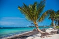 Sandy shore of the Atlantic Ocean. The bent palm grows on the shore Royalty Free Stock Photo