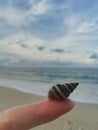 Whispers of the Sea: A Shell on the Beach