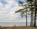 Sandy shore of the lake and pine cool spring day