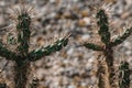 Sandy Desert Cacti: Cactus in the Desert Macro