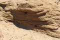 The sandy soil is compressed in layers in the desert with burrows for animals dug out