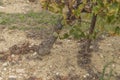 Sandy and stoney soil around the vines in the Cote du Rhone