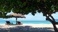 Sandy sunny beach with sun loungers and tropical tree