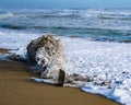 The Sandy Surf