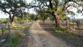 Sandy track in the Alentjo countryside