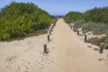 Sandy track with gum rockrose both side