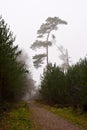 A sandy track leads into a forest, dominated by a tall, slender pine tree, with dense fog in the background. Royalty Free Stock Photo
